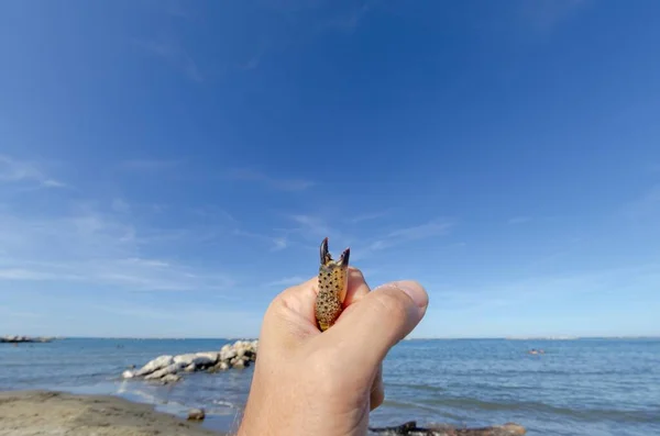 Detailní Záběr Ruky Držící Kraba Uvnitř Dráp Trčící Ven — Stock fotografie