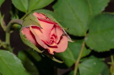 Gül tomurcuğu ön planda yaprakların arasında