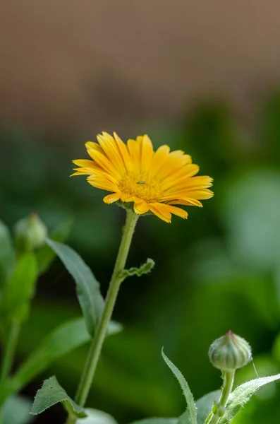 Ringblomma Förgrunden — Stockfoto