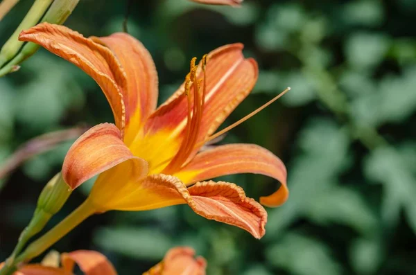 Flor Lírio Laranja Primeiro Plano — Fotografia de Stock