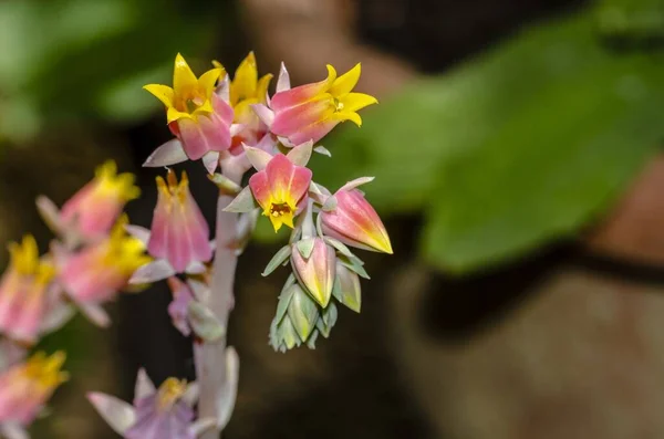 エキセリア多肉植物と花 — ストック写真