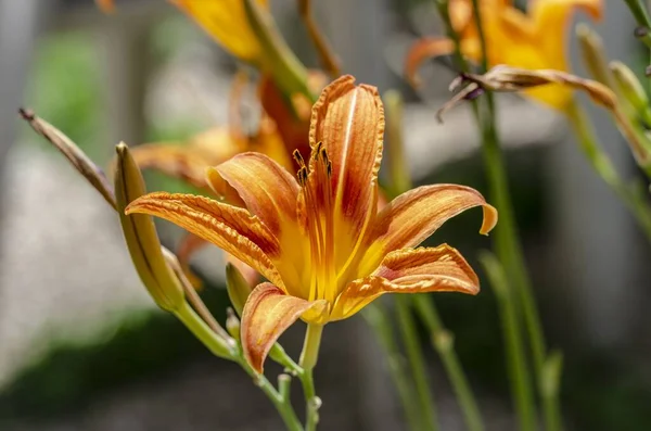 Flor Lírio Laranja Primeiro Plano — Fotografia de Stock