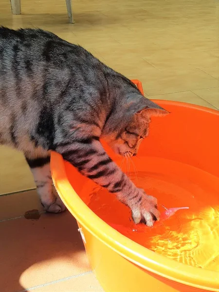 Gato Brincando Com Água Contida Uma Bacia — Fotografia de Stock