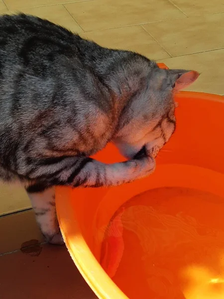 Água Potável Para Gatos Contida Numa Bacia — Fotografia de Stock