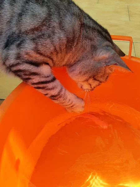 Gato Jugando Con Agua Contenida Una Cuenca —  Fotos de Stock