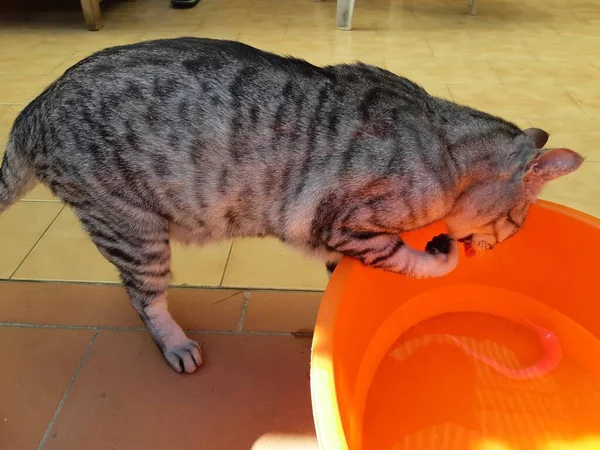 池中的猫饮水 — 图库照片