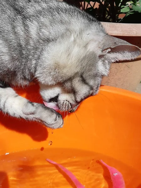 Bir Havuzda Bulunan Kedi Içme Suyu — Stok fotoğraf