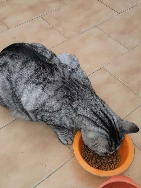 かわいい猫が丼の中で食べる — ストック写真