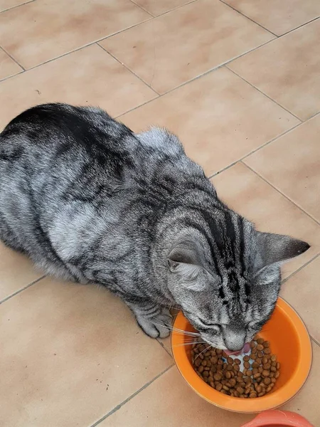 Χαριτωμένη Γάτα Τρώει Στο Μπολ Του — Φωτογραφία Αρχείου