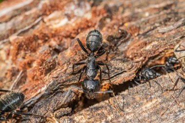 Siyah karıncalar bir ağaç kabuğunda ön planda