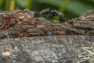 Siyah karınca ormanda ön planda.