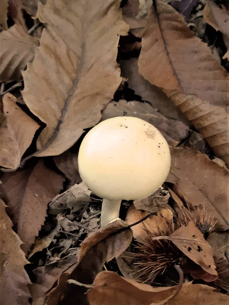 Kleiner Pilz Der Der Herbstsaison Unterholz Geboren Wird — Stockfoto