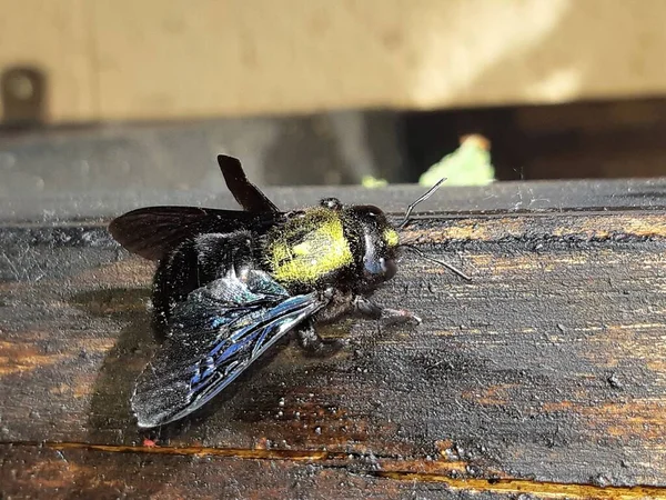 Marangoz arısı tahtada ön planda