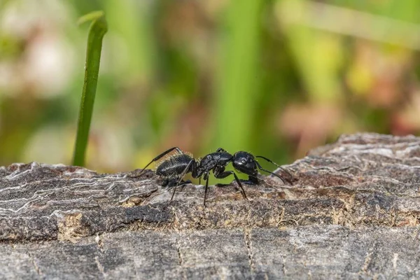 Siyah karınca ormanda ön planda.