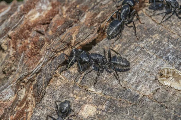 Formigas Pretas Primeiro Plano Uma Casca Árvore — Fotografia de Stock