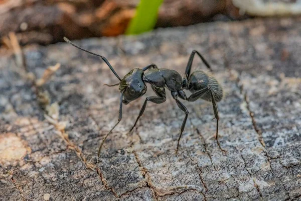 Hormiga Negra Primer Plano Bosque — Foto de Stock