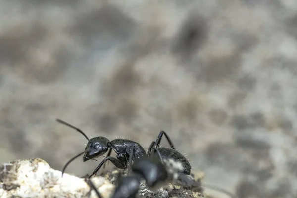 Siyah Karınca Ormanda Planda — Stok fotoğraf