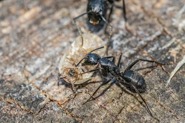 Fourmis Noires Premier Plan Sur Une Écorce Arbre — Photo