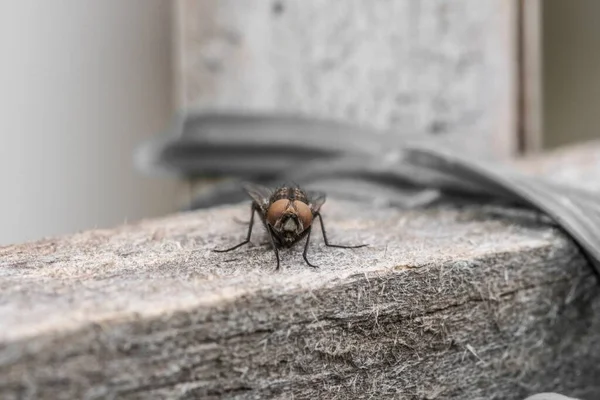 Exemplar Vanlig Fluga Förgrunden — Stockfoto