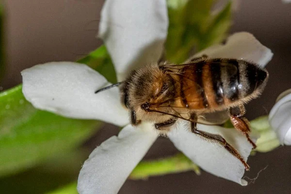 Abelha Descansando Uma Flor Durante Polinização — Fotografia de Stock