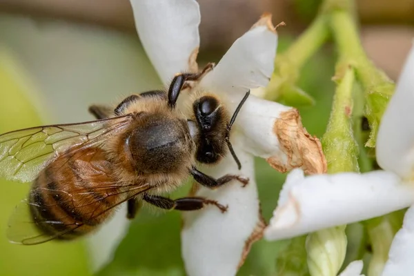 Abeille Reposant Sur Une Fleur Pendant Pollinisation — Photo