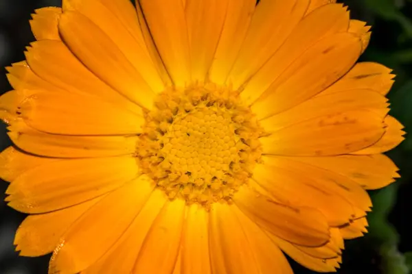 Bela Flor Calêndula Primeiro Plano — Fotografia de Stock