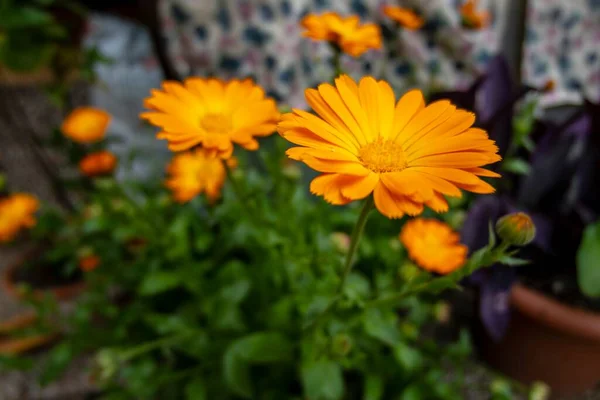 Marigold flowers in the home garden