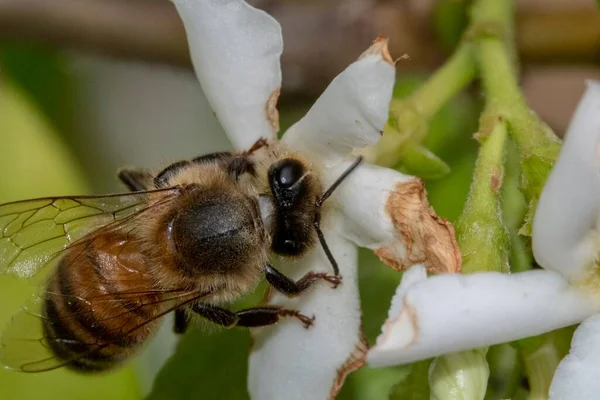 Abeille Reposant Sur Une Fleur Pendant Pollinisation — Photo