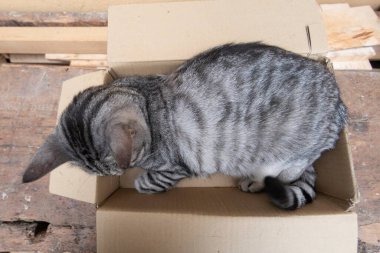 Karton kutunun içindeki komik kedi.