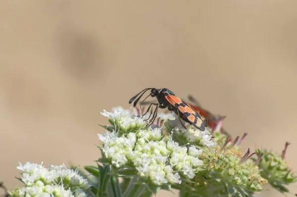 Specimen Van Vlinder Zygaena Filipendulae Voorgrond Boven Een Bloem — Stockfoto