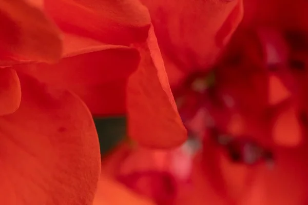 手前の赤いゼラニウムの花びら — ストック写真