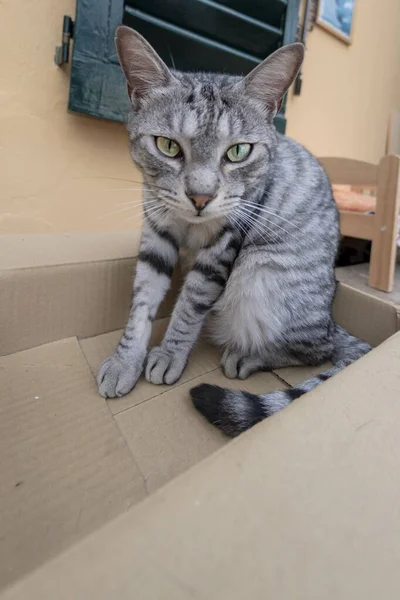 Karton Kutunun Içindeki Komik Kedi — Stok fotoğraf