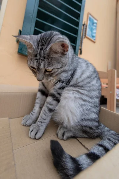 Gato Engraçado Dentro Uma Caixa Papelão — Fotografia de Stock