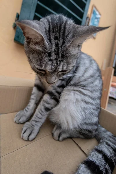 Gato Divertido Dentro Una Caja Cartón —  Fotos de Stock