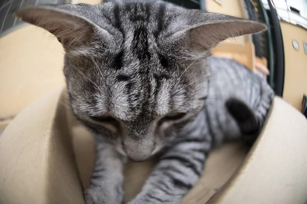 Vtipná Kočka Uvnitř Lepenkové Krabice — Stock fotografie