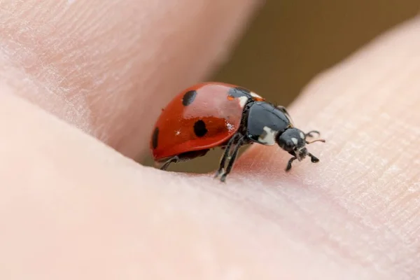 Gros Plan Coccinelle Dessus Une Main — Photo