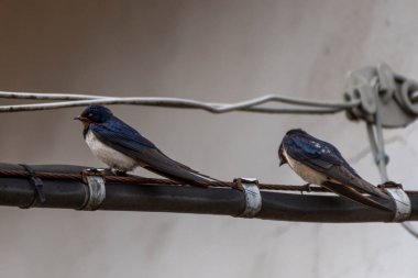 Yüksek voltajlı kablolardaki kırlangıçlar kentsel bir bakışta