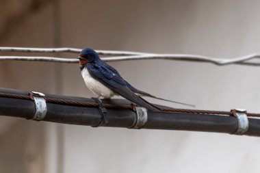 Şehirdeki yüksek voltajlı kabloların üstünde yut.