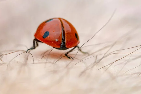 Close-up of a ladybug walking over a human arm