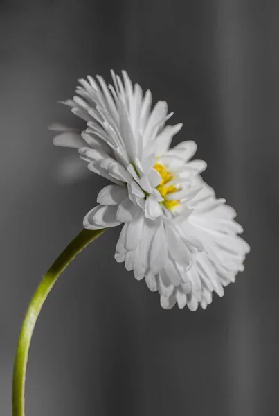 Vacker Närbild Blomma Med Många Kronblad — Stockfoto