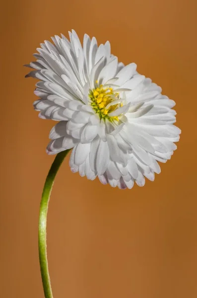 Vacker Närbild Blomma Med Många Kronblad — Stockfoto