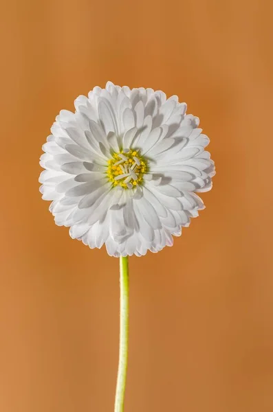 Vacker Närbild Blomma Med Många Kronblad — Stockfoto