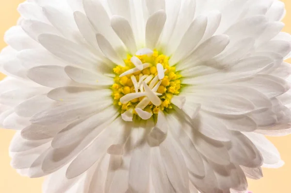 Vacker Närbild Blomma Med Många Kronblad — Stockfoto