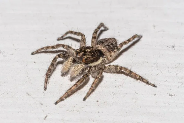 Close Van Een Springende Spin Een Huismuur — Stockfoto