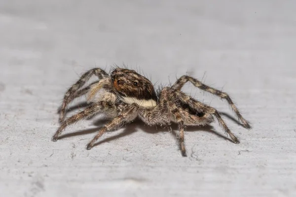 Primer Plano Una Araña Saltadora Una Pared Casa — Foto de Stock