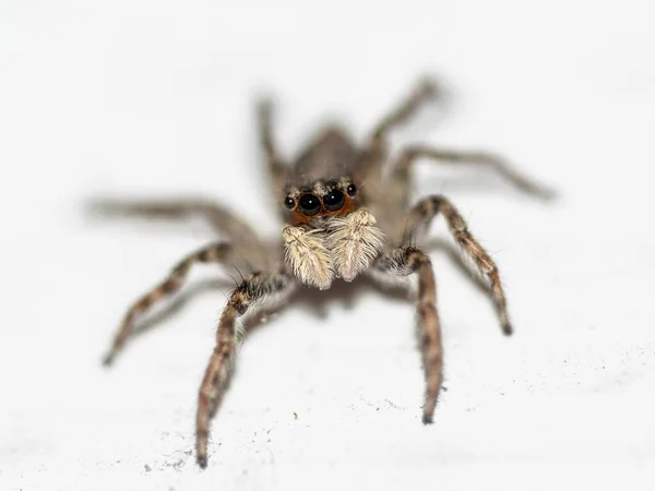 家の壁に飛び跳ねるクモのクローズアップ — ストック写真