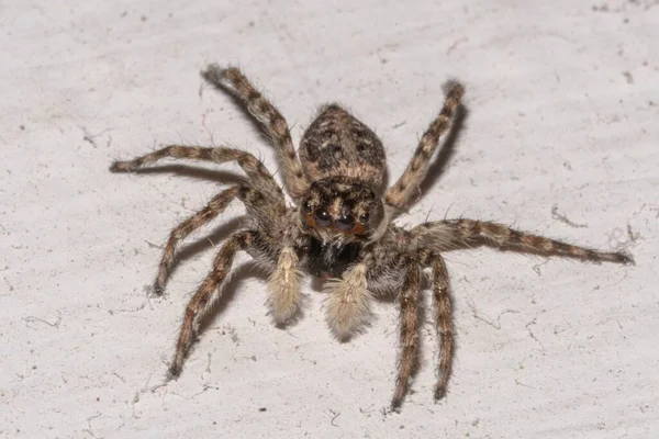 Primer Plano Una Araña Saltadora Una Pared Casa — Foto de Stock