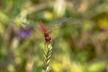 Çimlerin üzerinde poz veren kırmızı yusufçuk örneği.