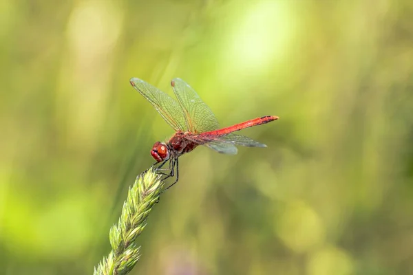 Spécimen Libellule Rouge Posant Sur Une Tige Herbe — Photo