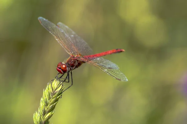 Specimen Red Dragonfly Posing Stalk Grass — Stock Photo, Image